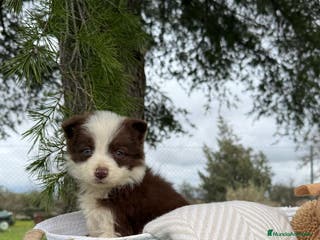 Border Collie perros BORDER COLLIE CHOLATE HEMBRA en Asturias - Anuncio 1