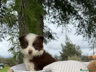 Border Collie perros BORDER COLLIE CHOLATE HEMBRA en Asturias - Anuncio 10