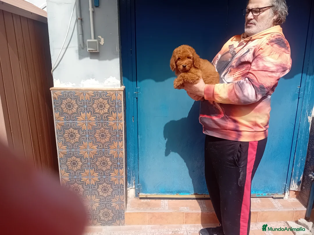 Raza Mixta perros en venta: MACHO enano rojo 5 meses - Anuncio 2