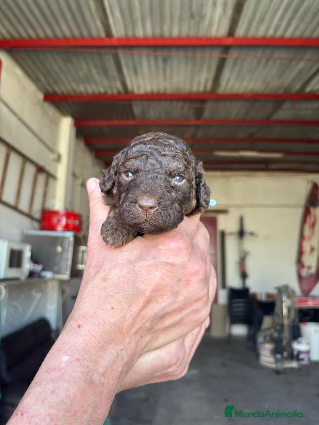 Perro de Agua Español perros en venta: Perro de agua Español - Anuncio 14