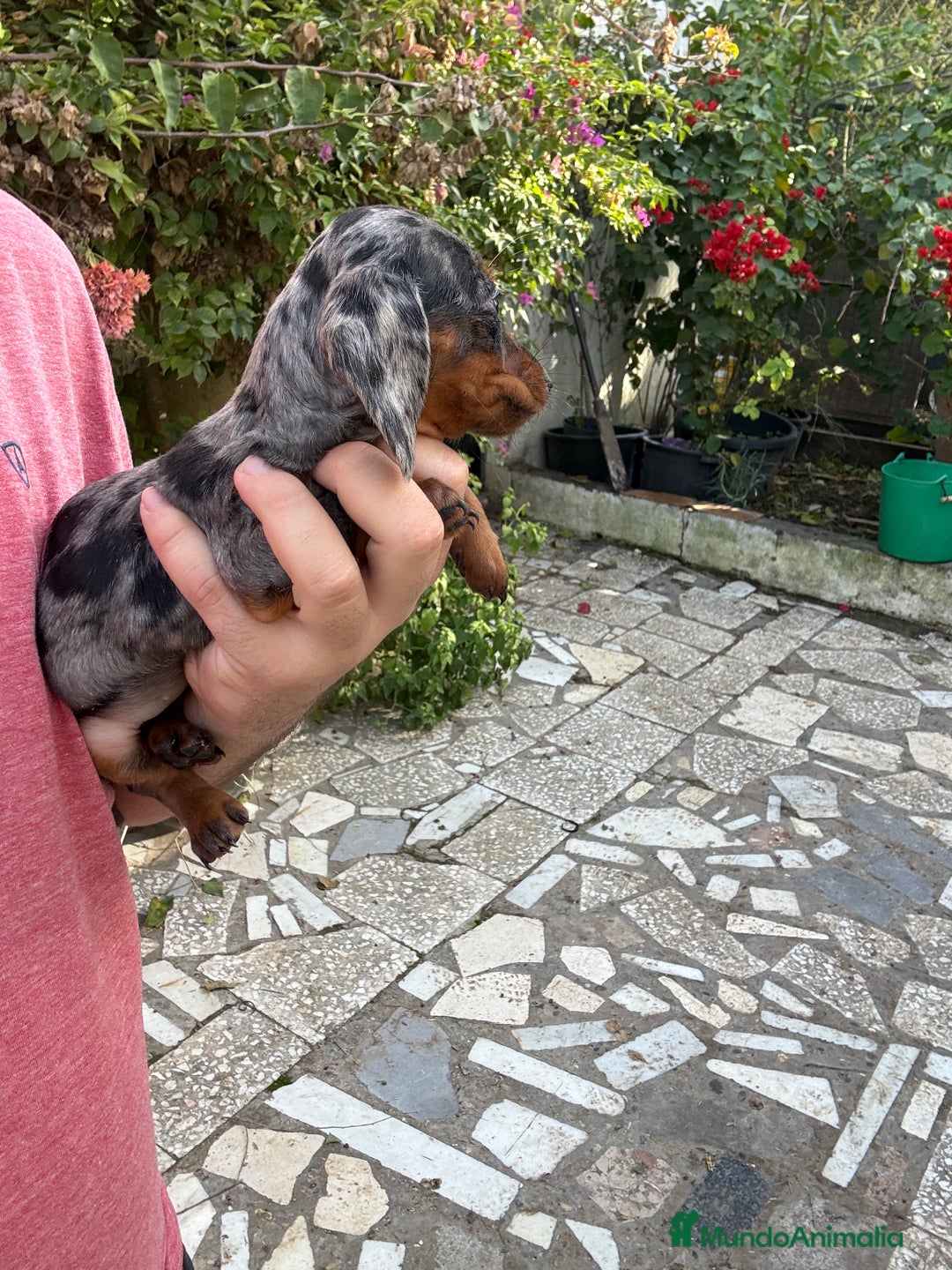 Teckel perros en venta: Teckels mini y kaninchen  - Anuncio 2