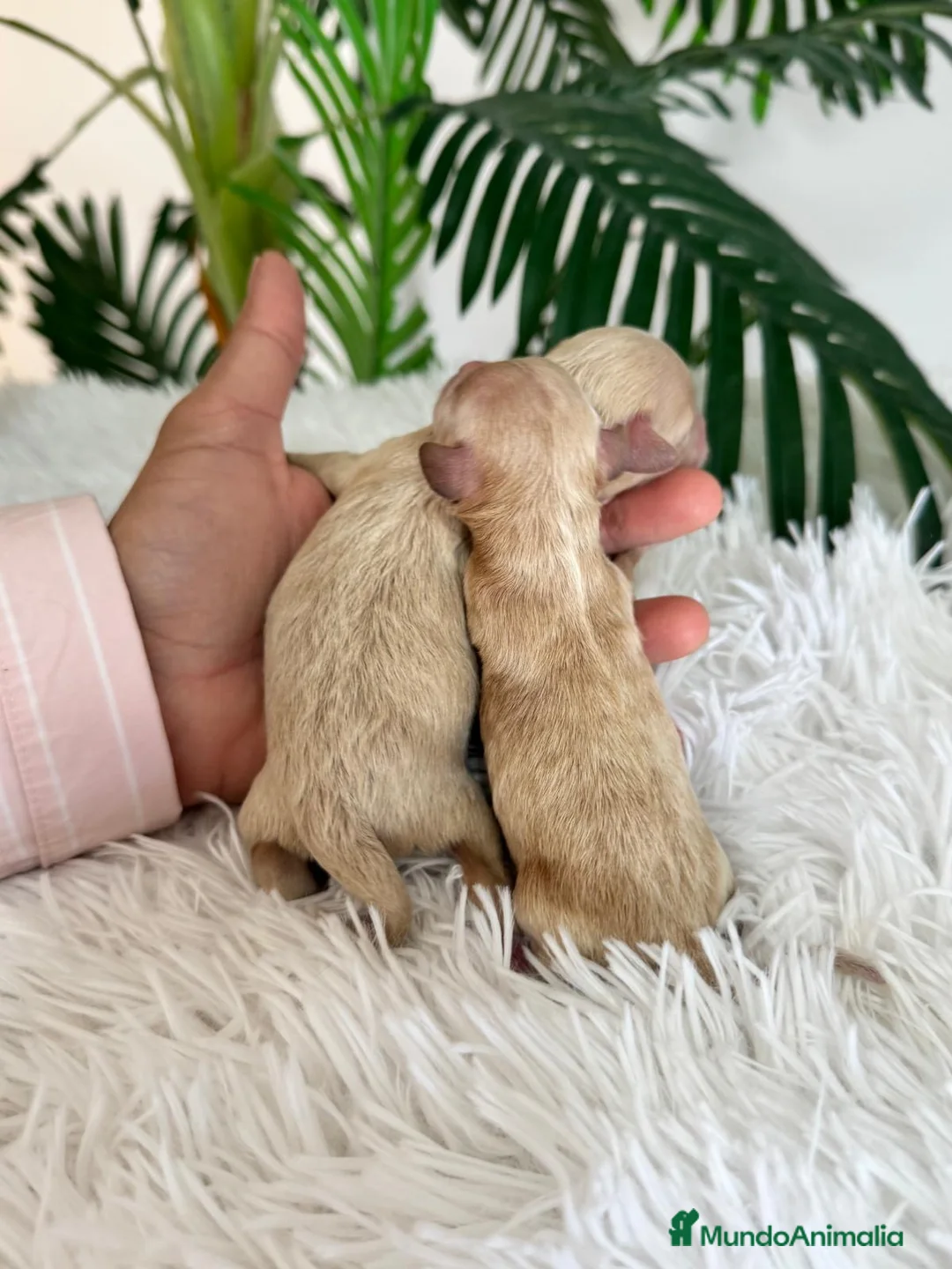 Maltipoo perros en venta: MALTIPOO HEMBRA - Anuncio 7