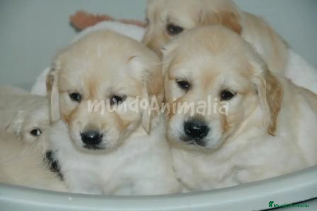 Imagen de galería {{count}}