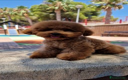 Caniche Toy perros en venta: ESPECTACULAR MACHO TOY PRECIO REAL - Imagen 2