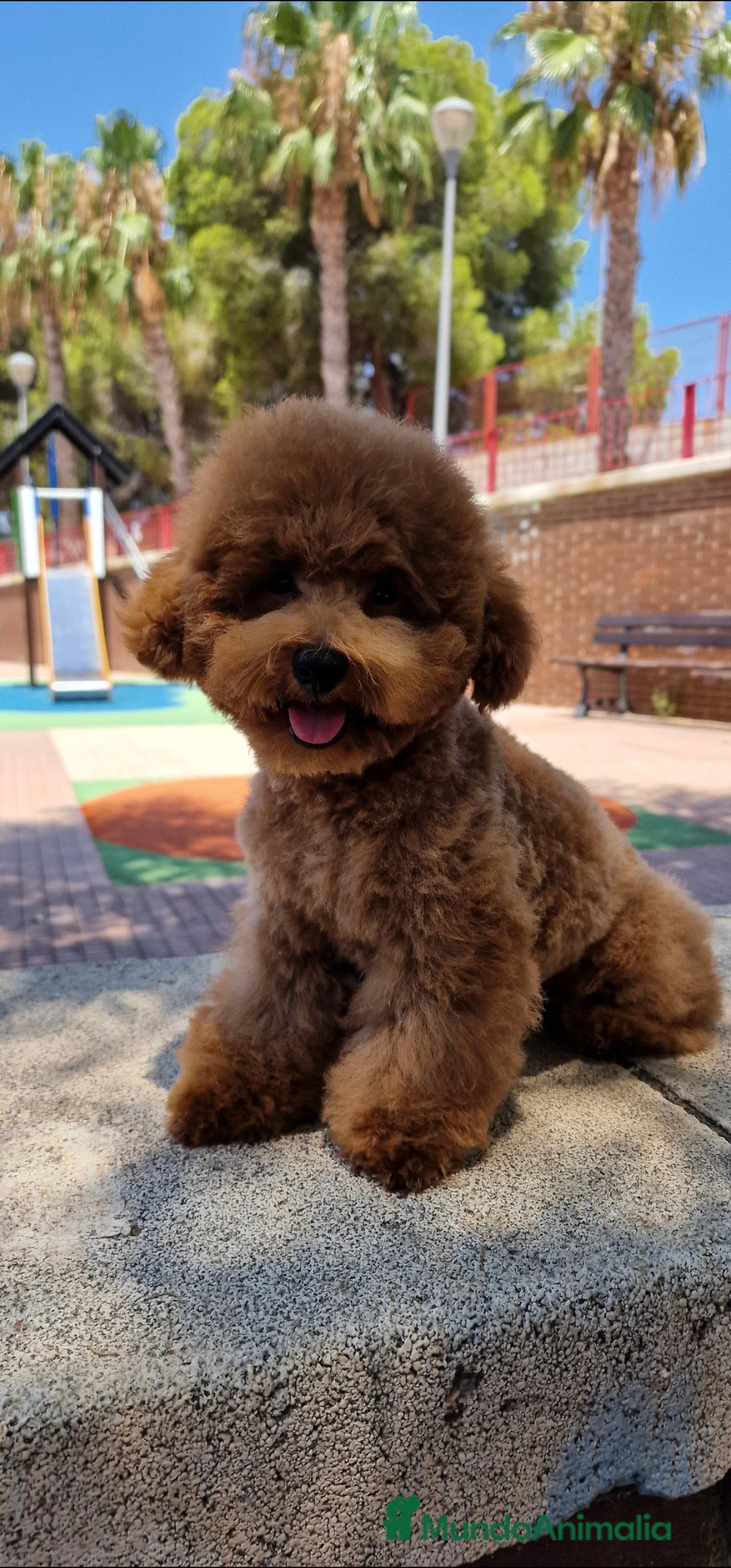 Caniche Toy perros en venta: ESPECTACULAR MACHO TOY PRECIO REAL - Imagen 2