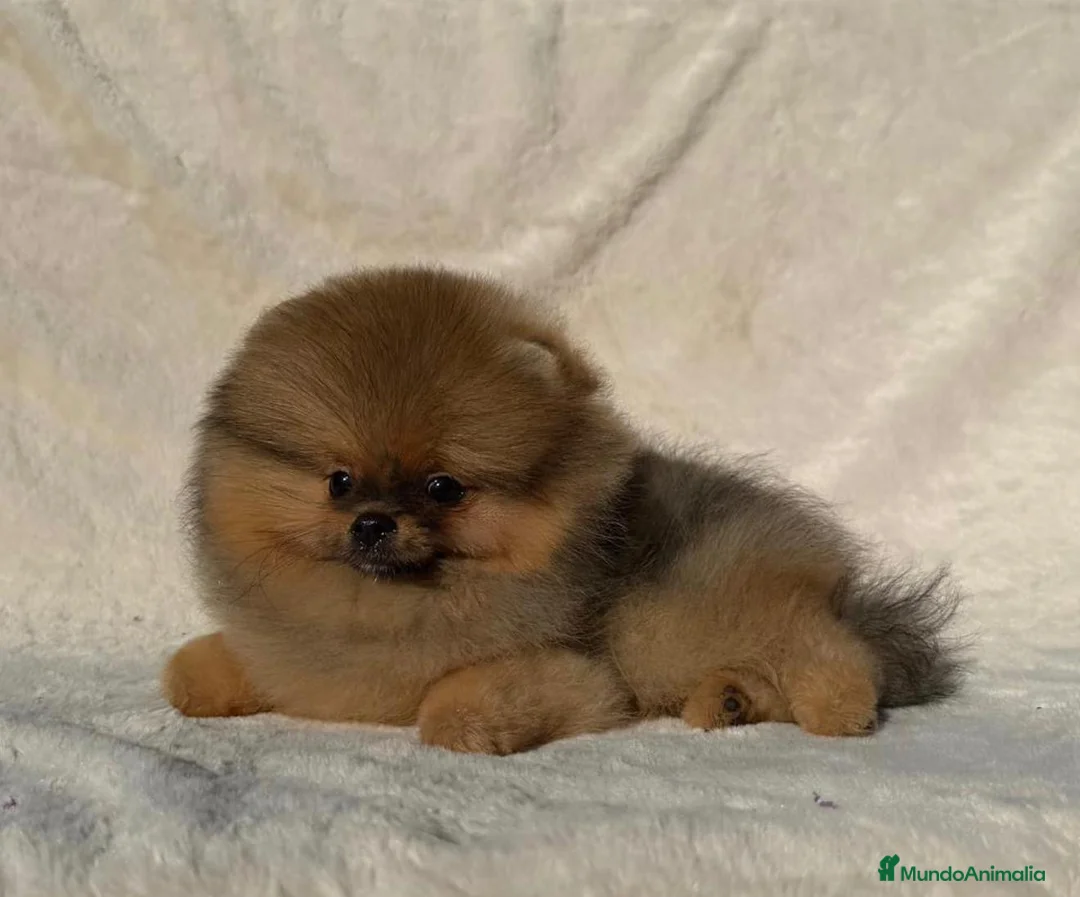 Pomerania perros en venta: Hembra Pomerania preciosa y chatita - Anuncio 2