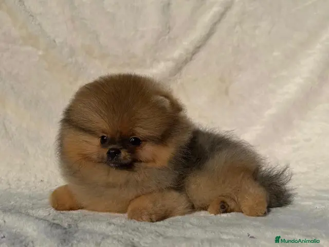 Pomerania perros Hembra Pomerania preciosa y chatita - Anuncio 2