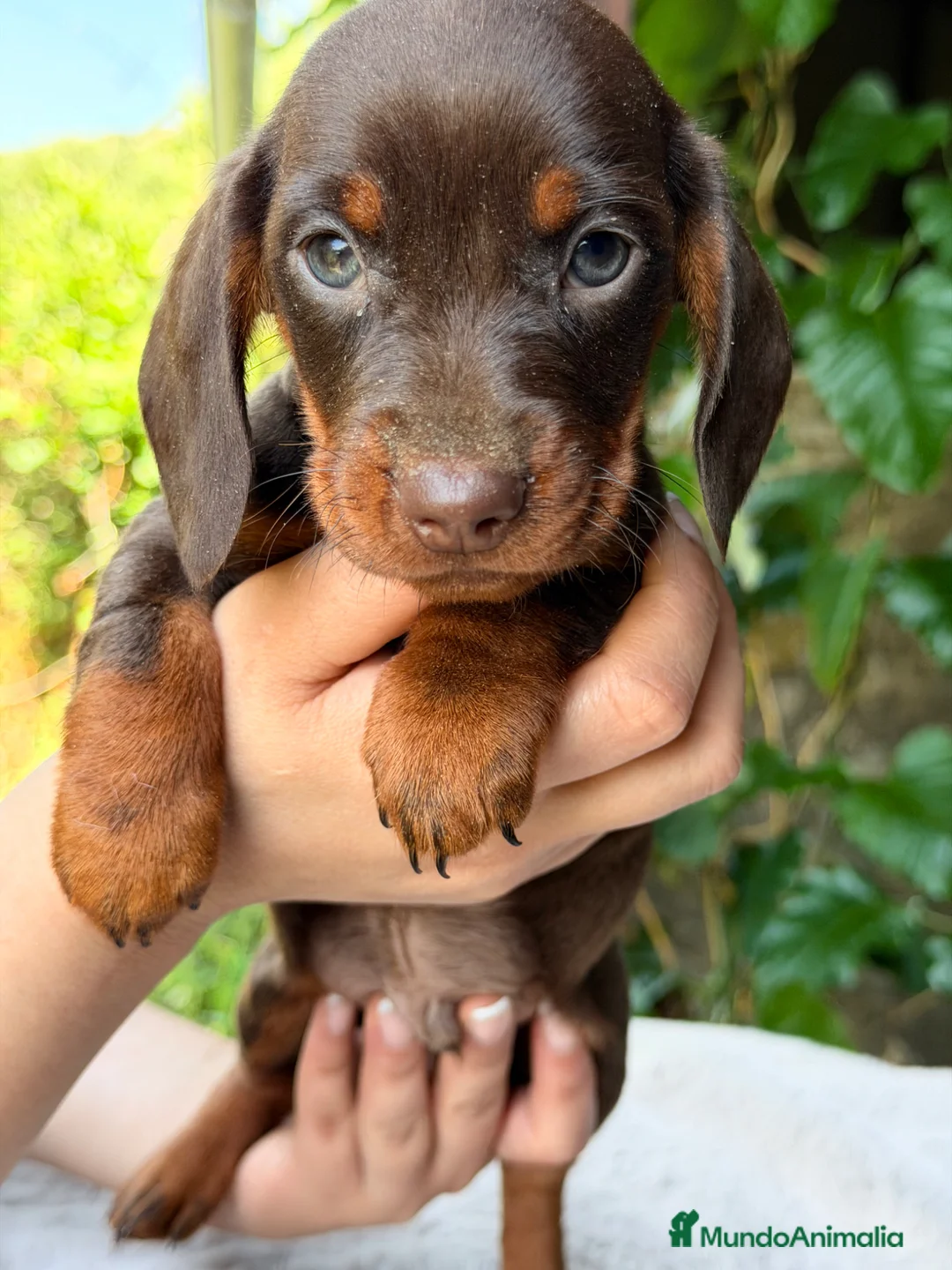 Teckel Miniatura perros en venta: Teckel mini chocolate  - Anuncio 1