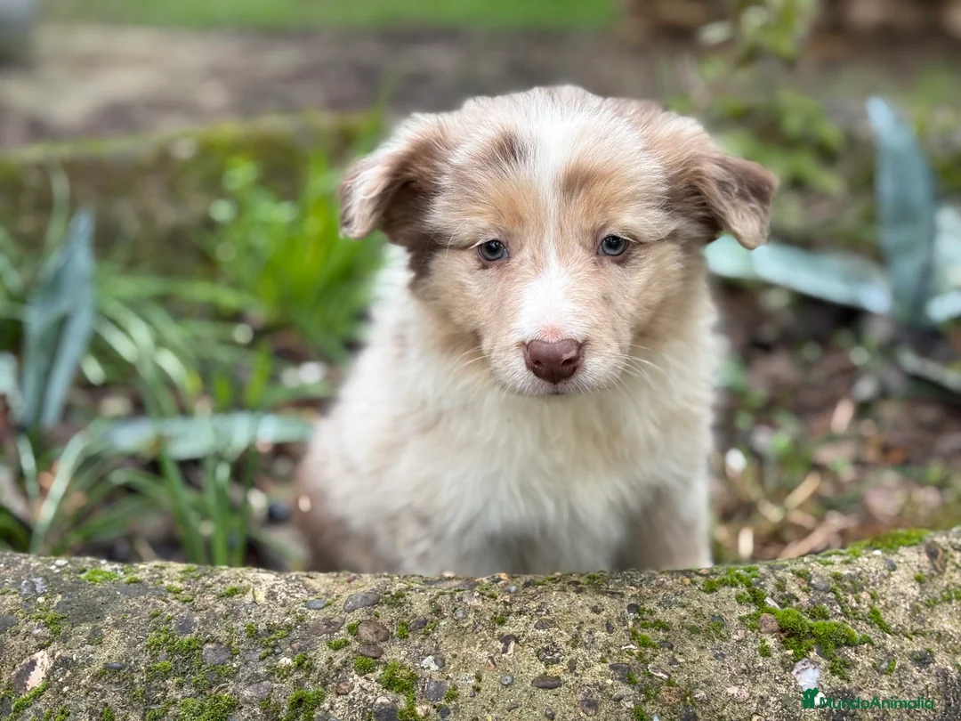 Border Collie perros en venta: 🐾 Border Collie exclusivos 🐾 - Anuncio 1