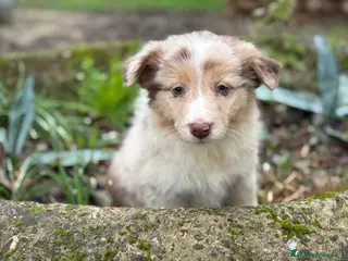 Border Collie perros 🐾 Border Collie exclusivos 🐾 - Anuncio 5