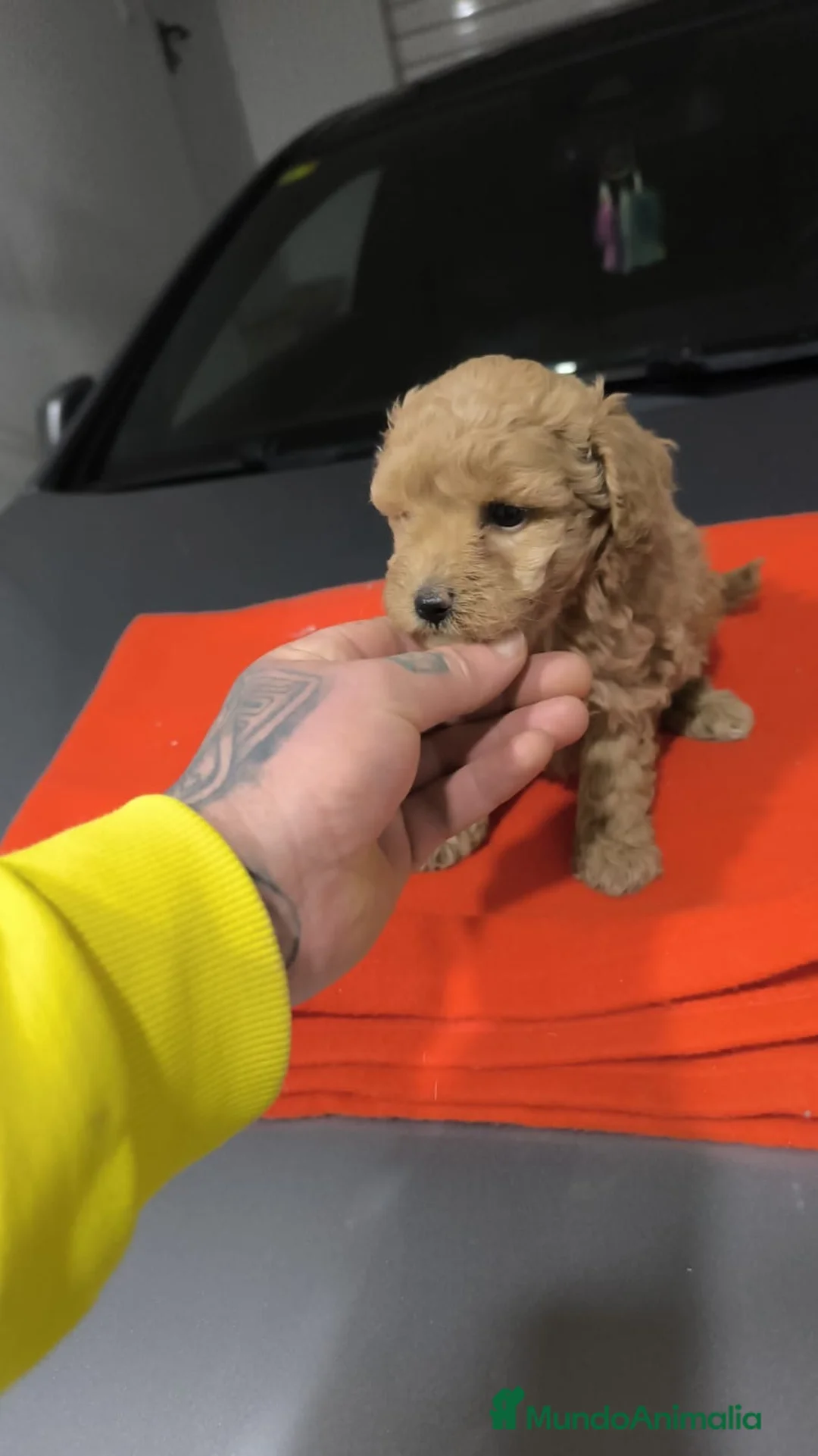 Maltipoo perros en venta: PRECIOSO EJEMPLARES DE MALTIPOO 90% (caniche ) - Anuncio 1