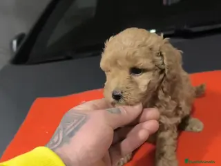 Maltipoo perros PRECIOSO EJEMPLARES DE MALTIPOO 90% (caniche ) - Anuncio 2