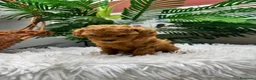 Caniche Toy perros en venta: CANICHE TOY - Anuncio 9