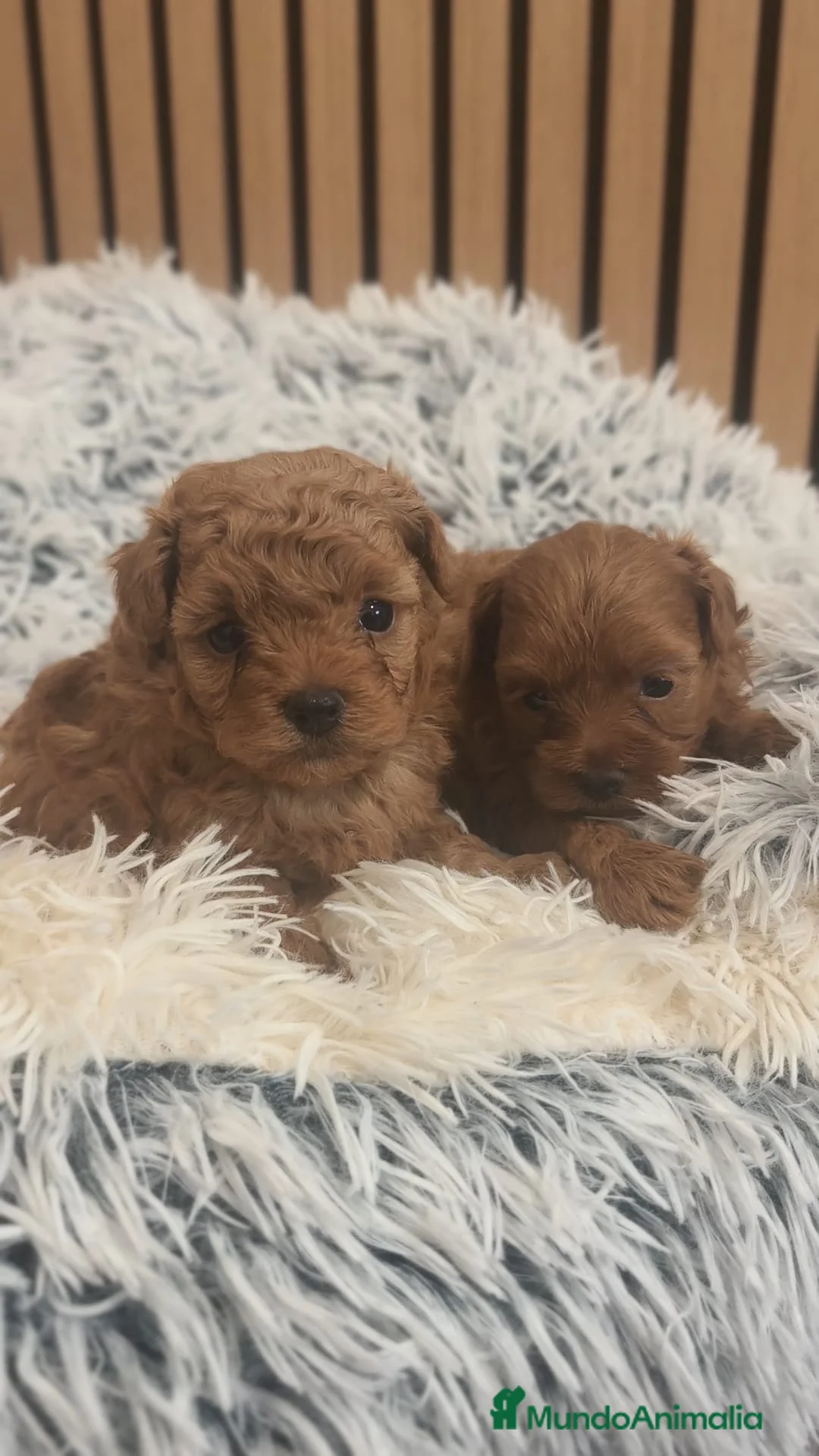 Maltipoo perros en venta: Maltipoo  - Anuncio 6