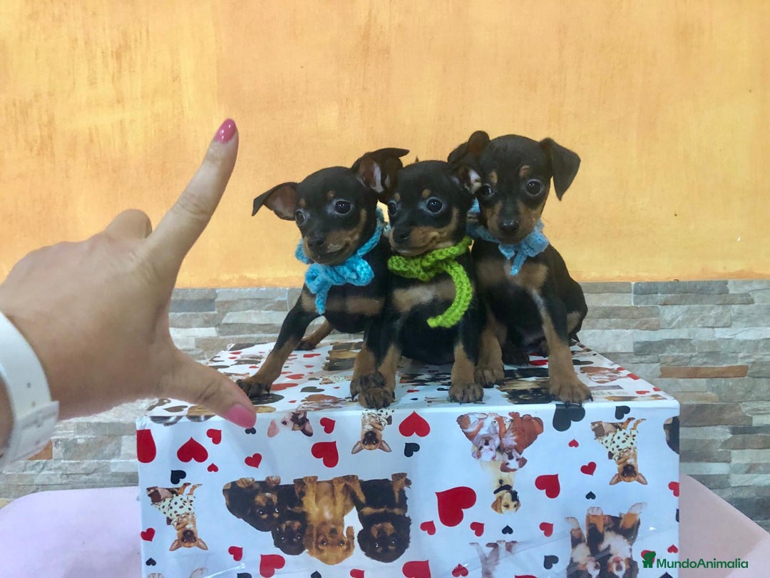Ratón de Praga perros en venta: Ratón de Praga  - Anuncio 1