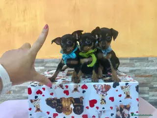 Ratón de Praga perros Ratón de Praga - Anuncio 8