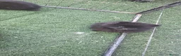 Pomerania perros en venta: Pomerania hembra  - Anuncio 2