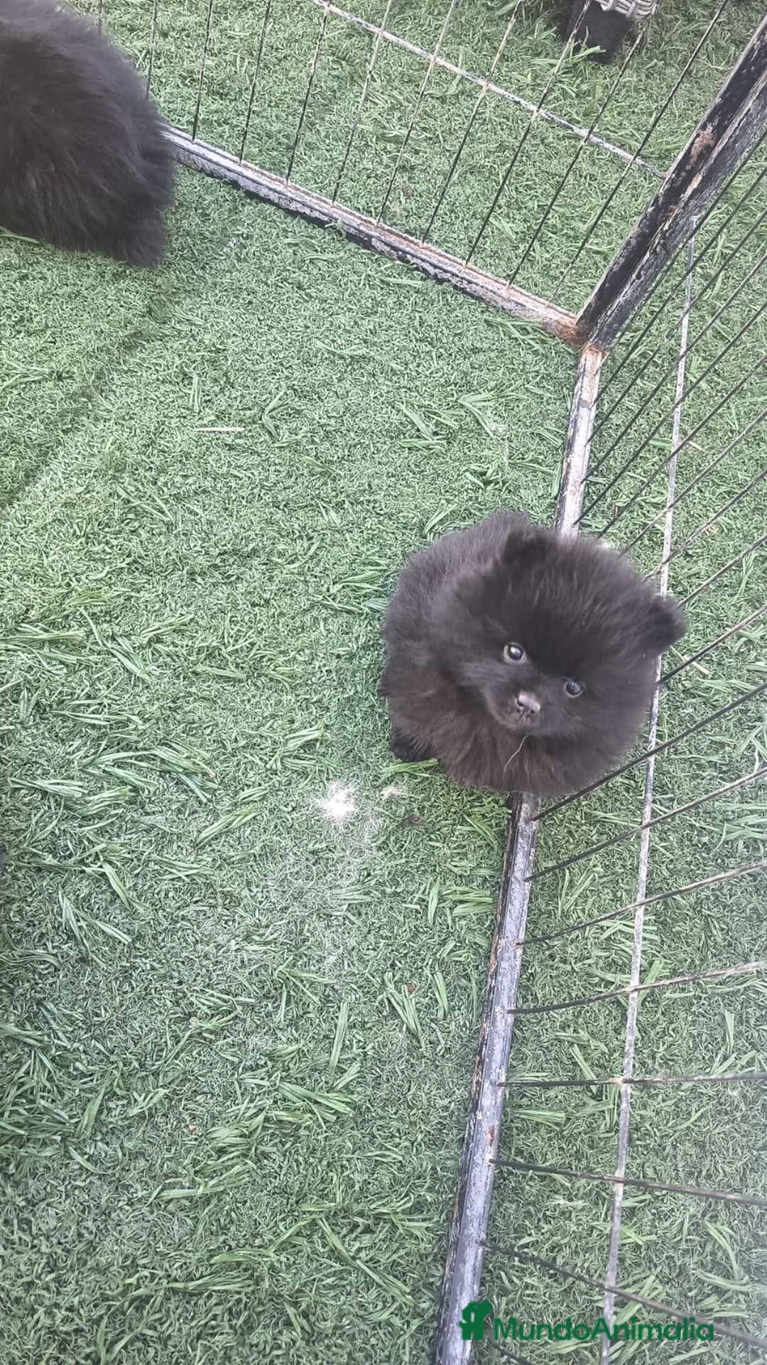 Pomerania perros en venta: Pomerania hembra  - Anuncio 2