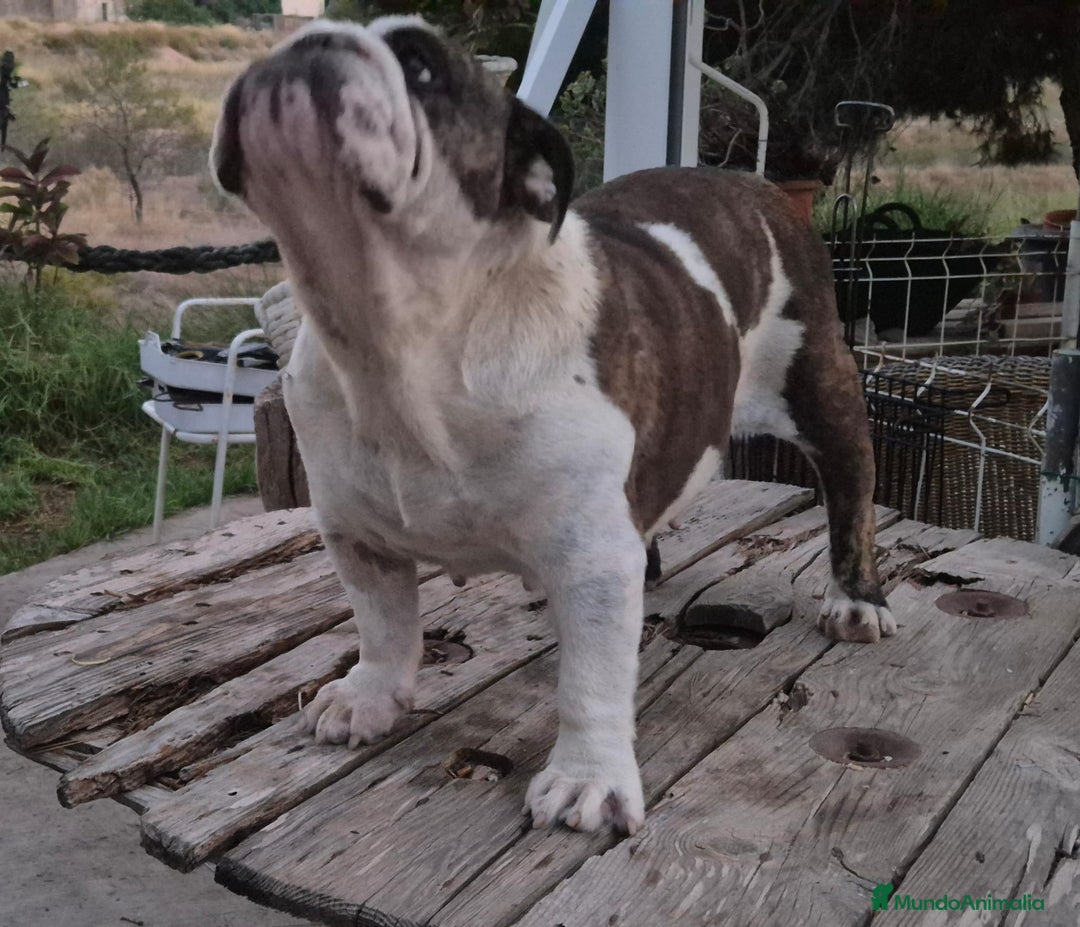 Bulldog Inglés perros en venta: Hembra bulldog ingles  - Imagen 4