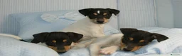 Ratonero Bodeguero Andaluz perros en venta: CACHORRITOS DE BODEGUERO  - Anuncio 3