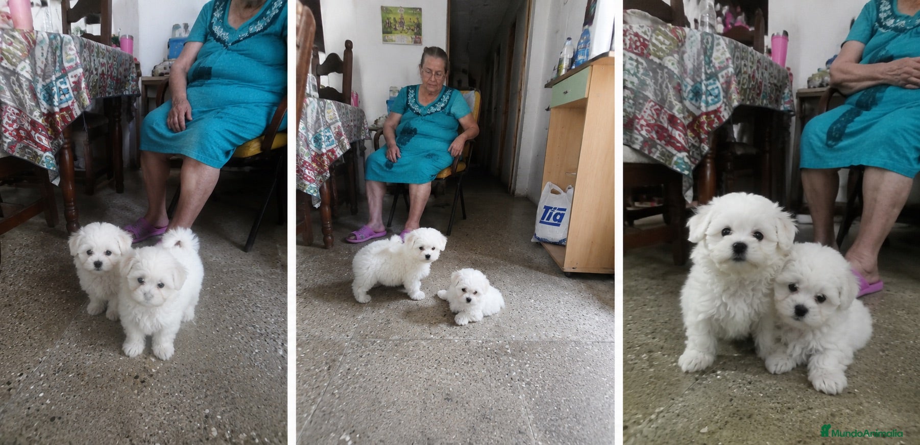 Bichón Maltés perros BICHON MALTES - VALENCIA  - Anuncio 1