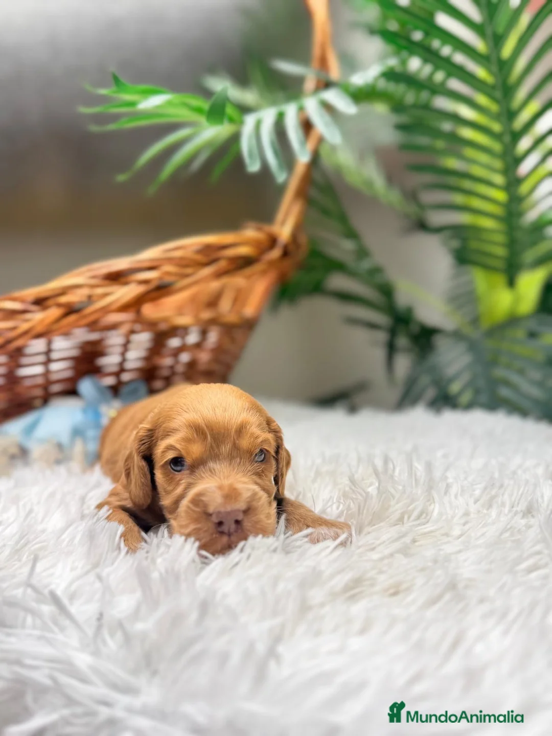 Cocker Spaniel Inglés perros en venta: COCKER SPANIEL INGLES - Anuncio 5