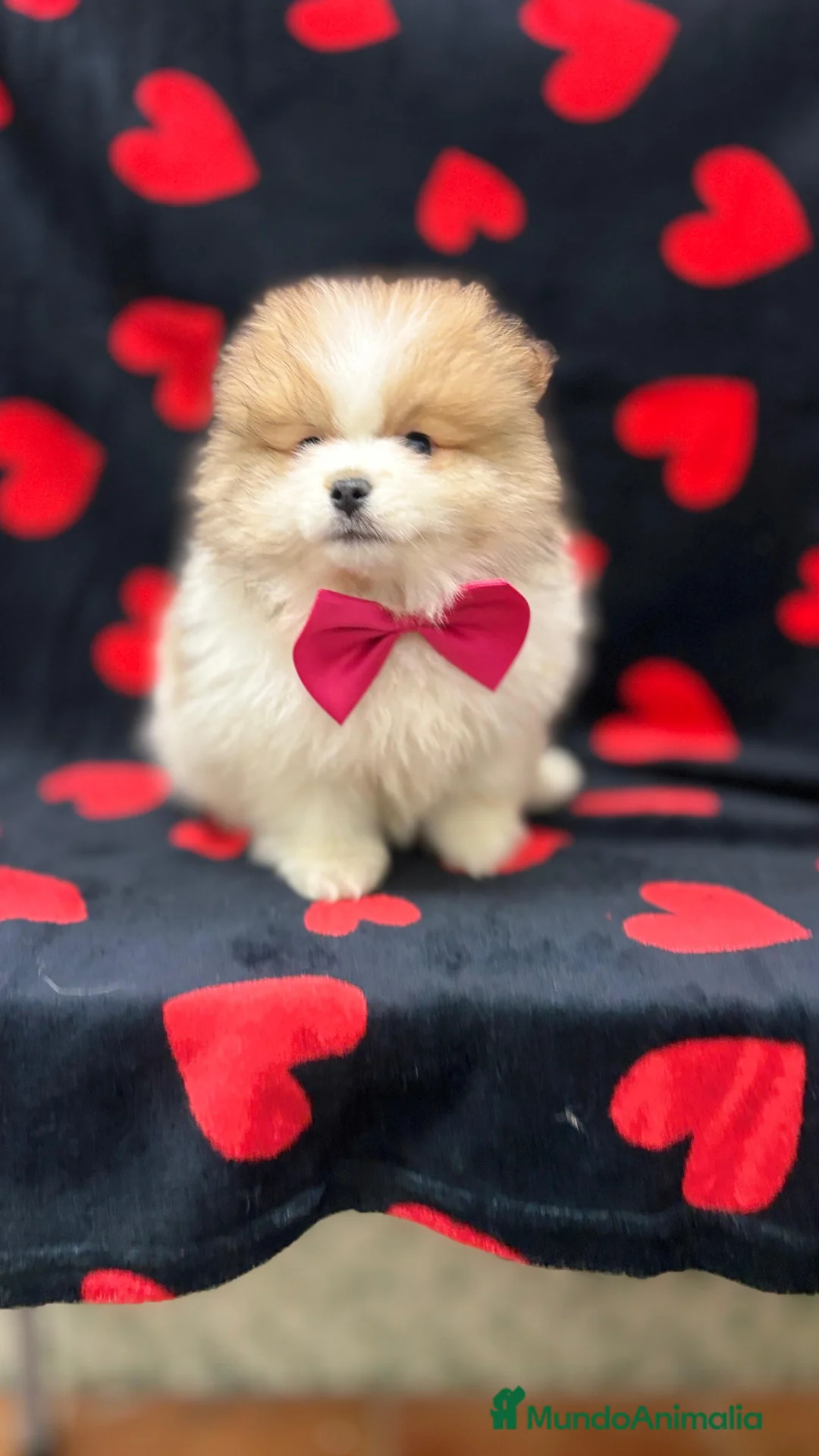 Pomerania perros en venta: Pomerania  - Anuncio 6