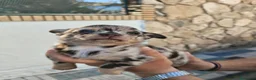 Chihuahua perros en venta: Chihuahua - Anuncio 5