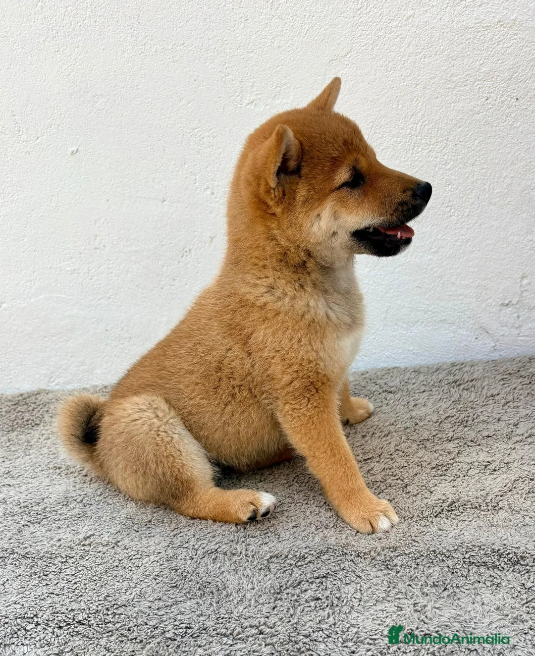 Shiba Inu perros en venta: Shiba Inu en Madrid - Anuncio 2