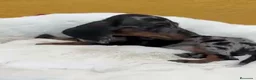 Teckel Miniatura perros en venta: Teckel - Anuncio 8