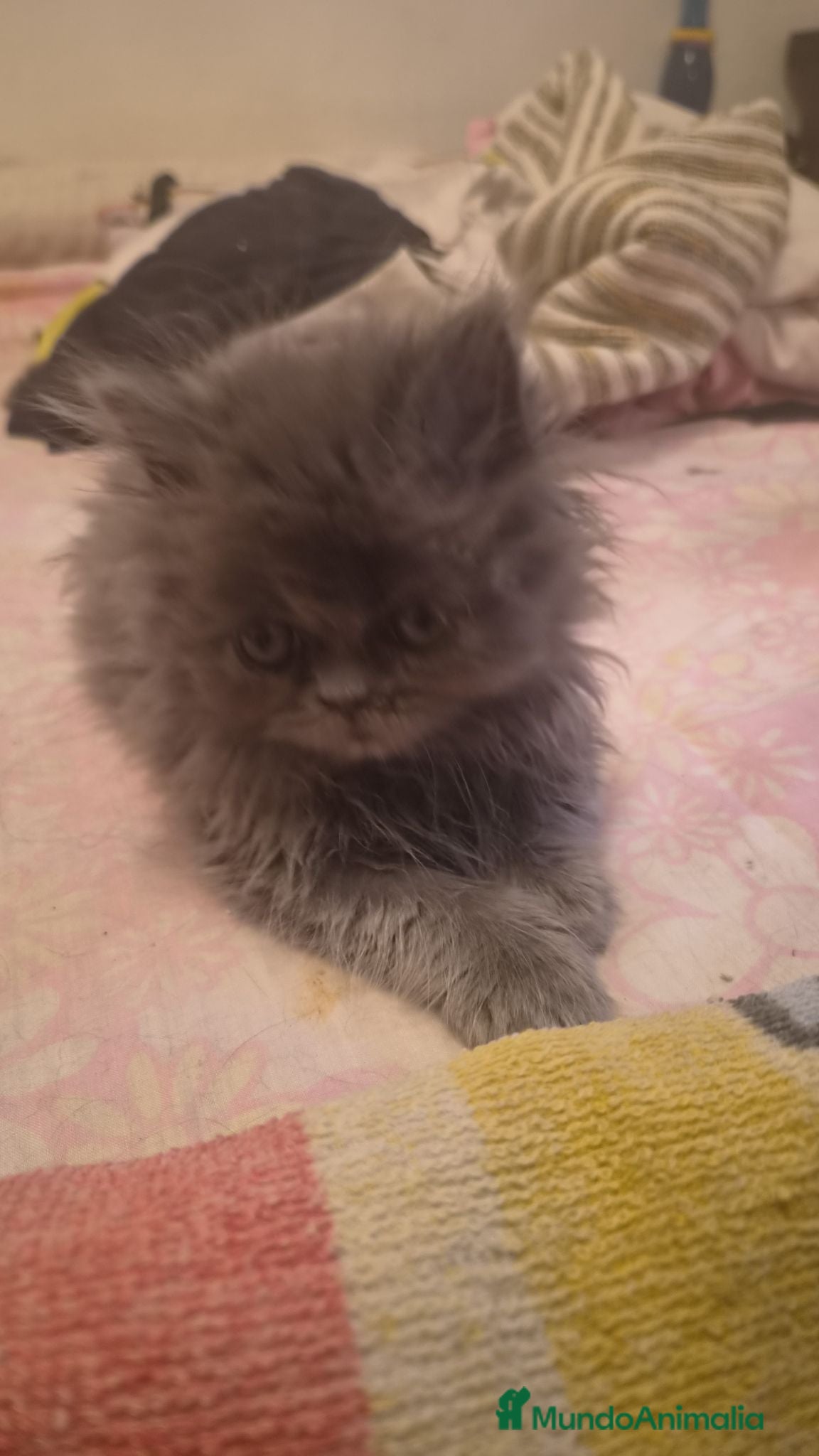 Persa gatos Gatos persas  - Anuncio 7
