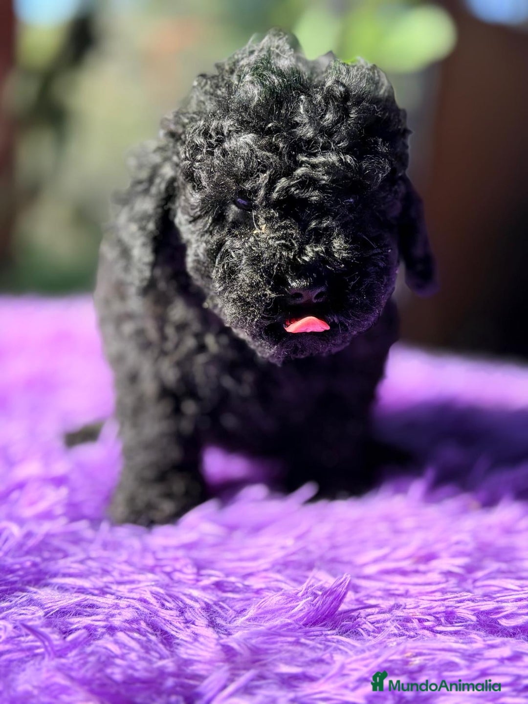 Caniche Toy perros en venta: CANICJE TOY NEGRA DISPONIBLE CALIDAD - Anuncio 4