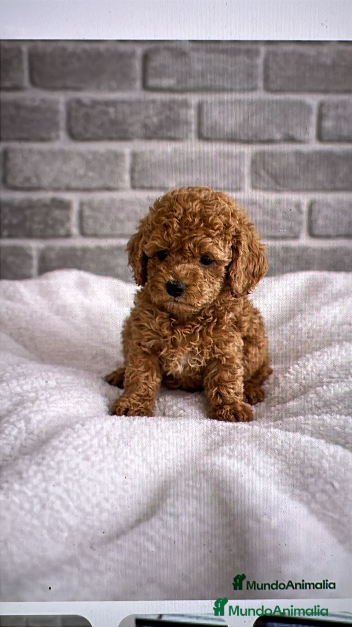 Caniche Toy perros Caniche toy - Anuncio 2