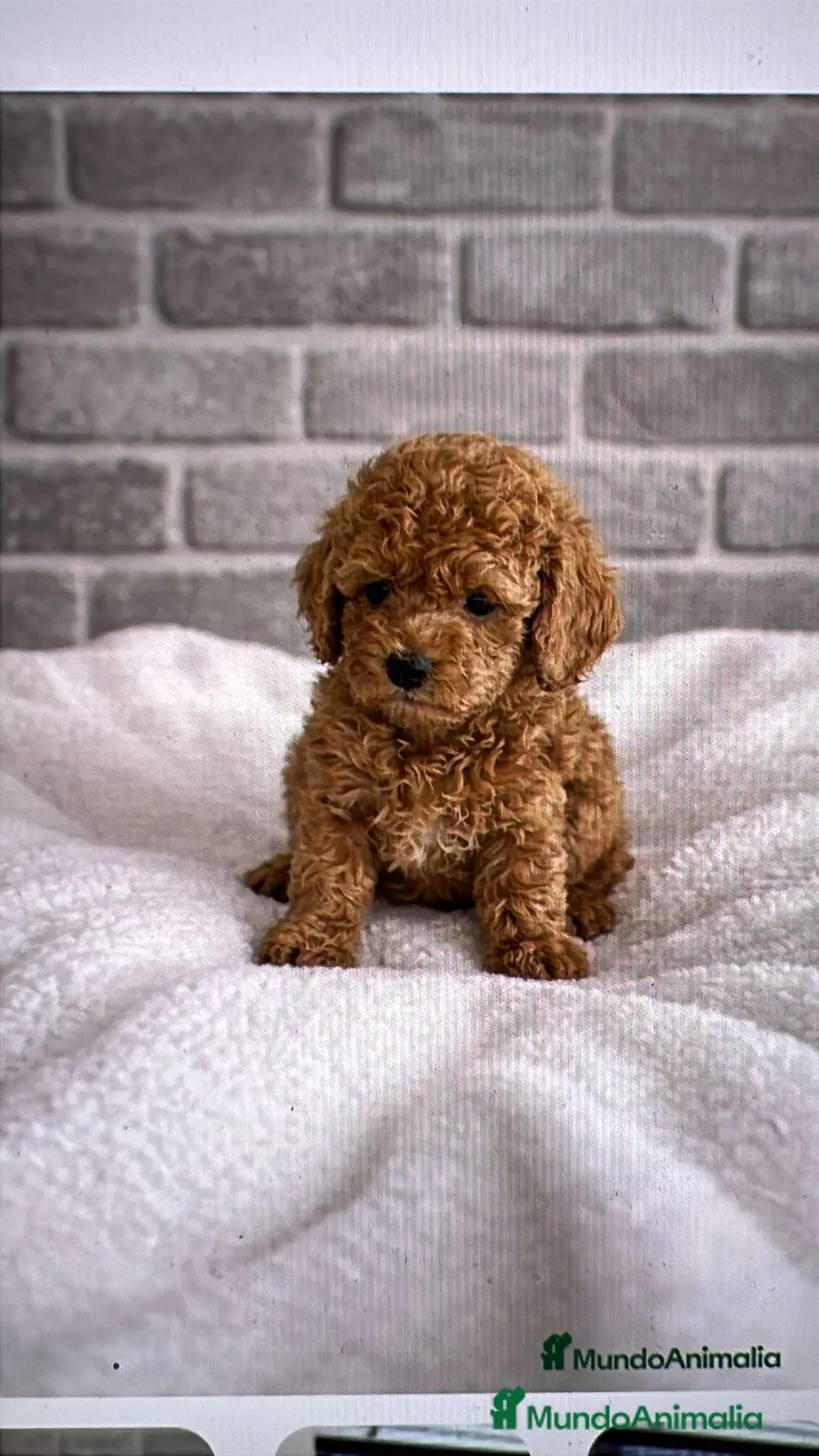 Caniche Toy perros en venta: Caniche toy - Anuncio 2
