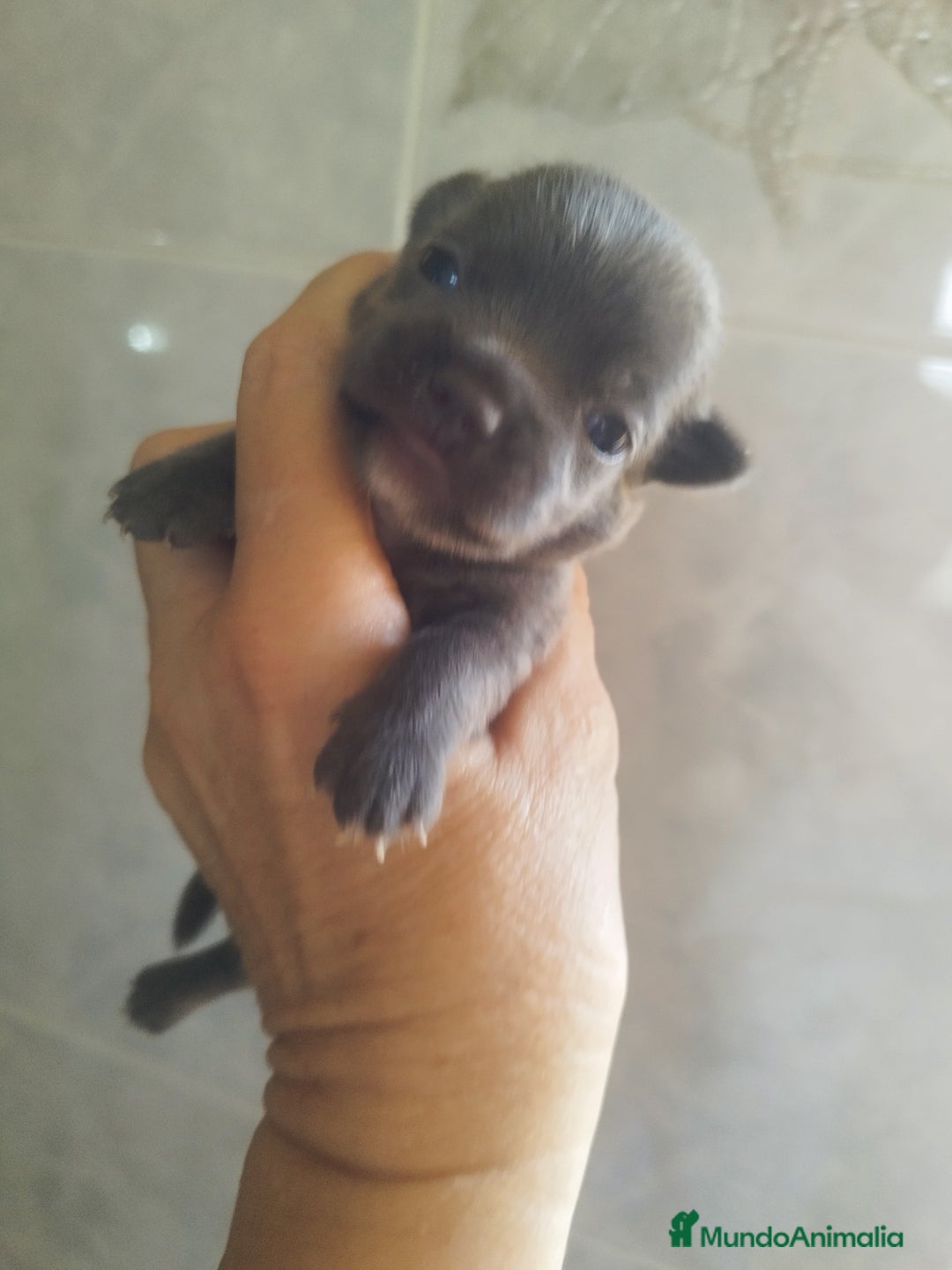 Chihuahua perros en venta: CHIHUAHUAS BLUE TOYS - Imagen 8
