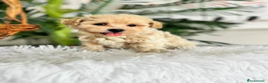 Maltipoo 1