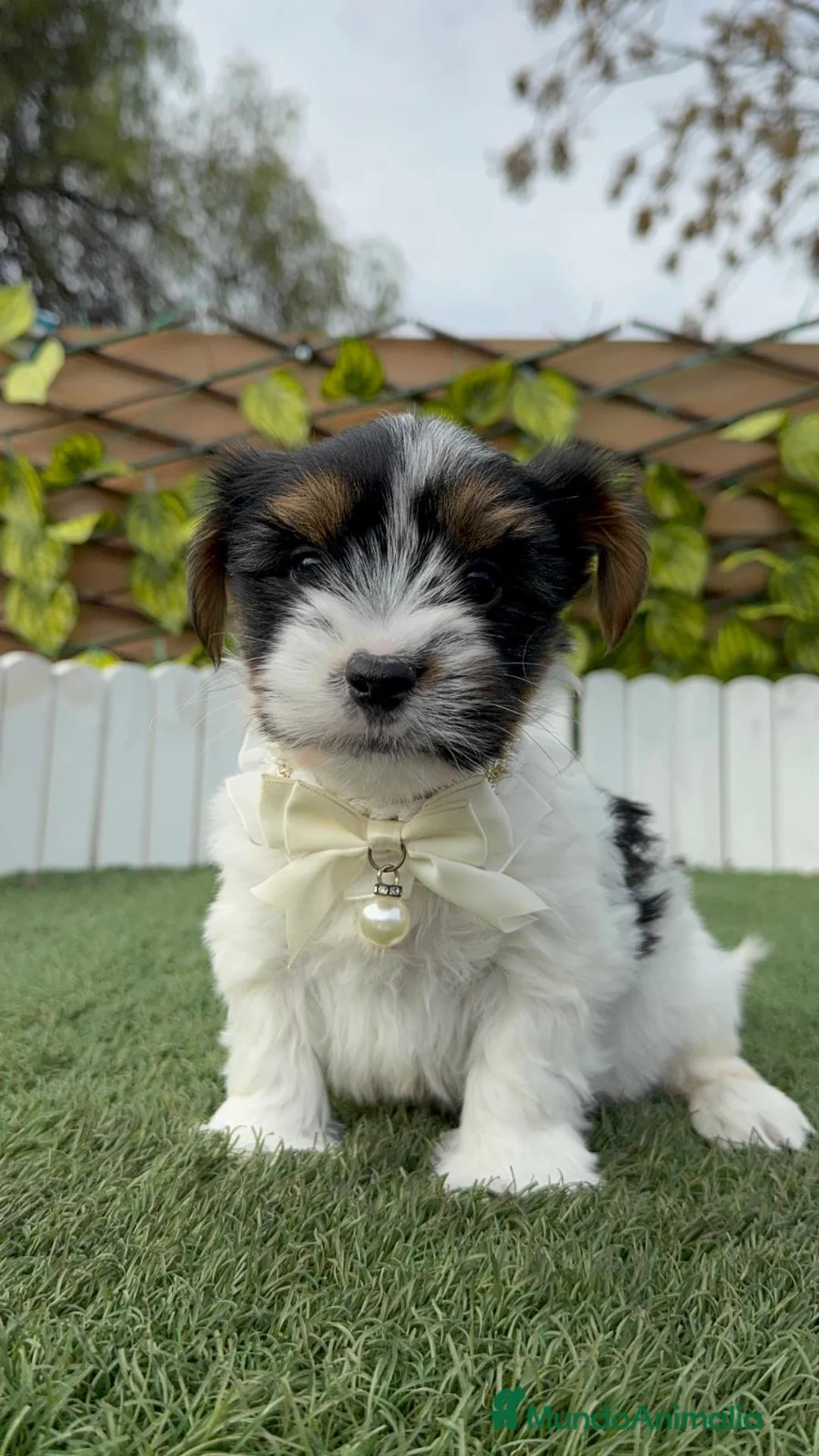 Yorkshire Terrier perros en venta: YORKSHIRE BIEWER - Anuncio 5