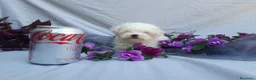 Bichón Maltés perros en venta:  BICHON MALTES  LINEA TOY   MUY CHATO - Anuncio 8