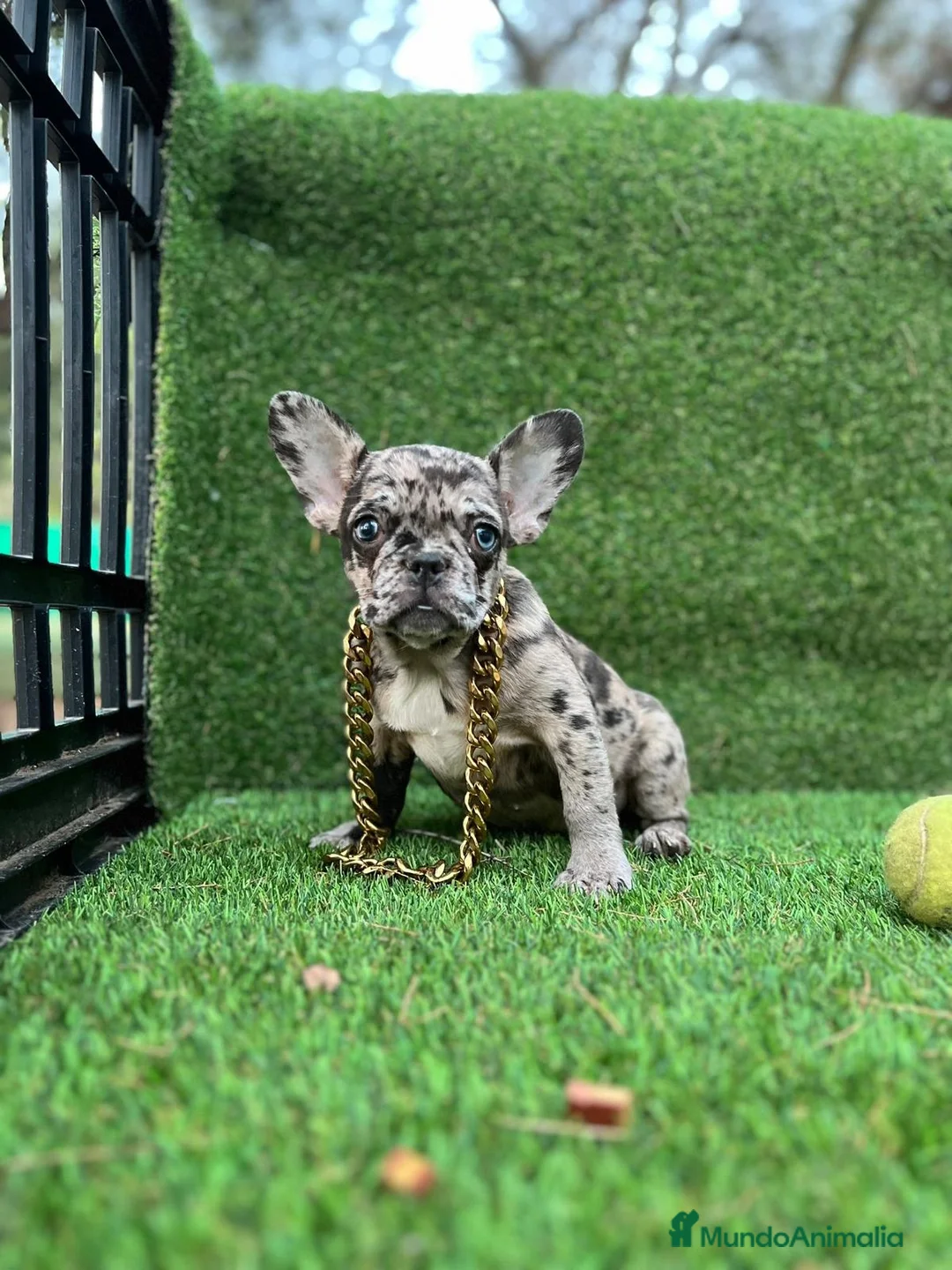 Bulldog Francés perros en venta: Bulldog francés mini - Anuncio 3