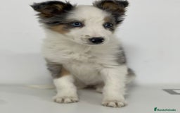 Border Collie perros en venta: BORDER COLLIE - Imagen 1