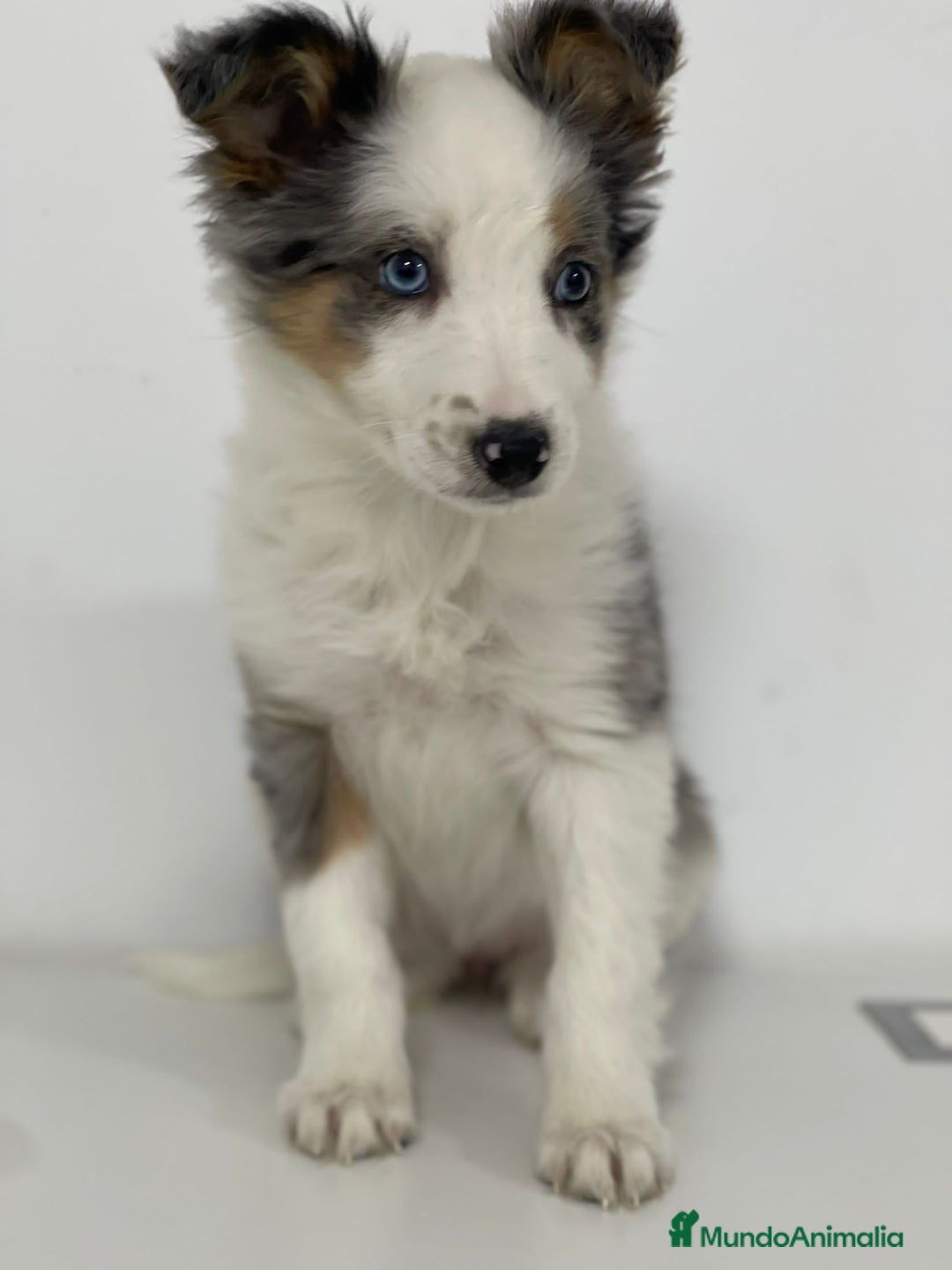 Border Collie perros en venta: BORDER COLLIE - Imagen 1