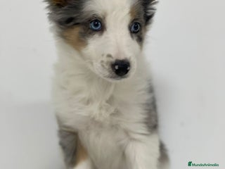 Border Collie perros - Anuncio 28