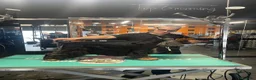 Cocker Spaniel Inglés perros en venta: Preciosos cachorros cocker spaniel inglés  - Anuncio 2