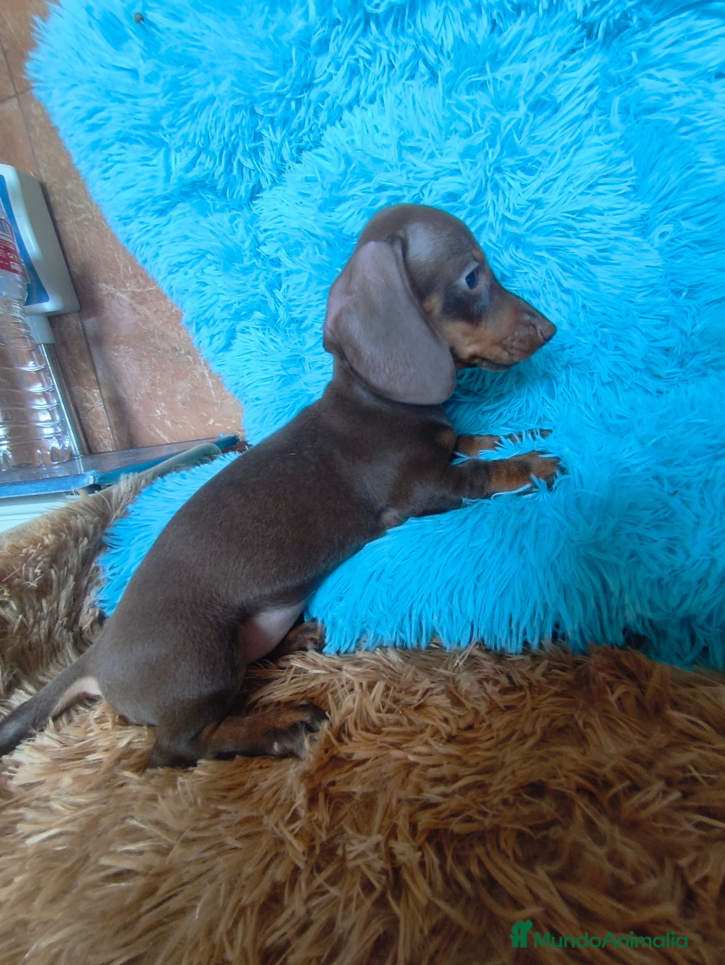 Teckel perros Teckel kaninchen hembra  - Anuncio 36