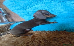 Teckel perros en venta: Teckel kaninchen hembra  - Imagen 1