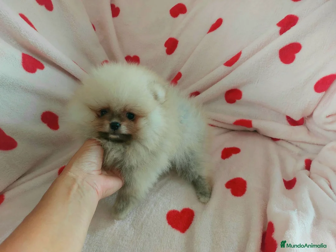 Pomerania perros en venta: Lulu de pomerania - Anuncio 2