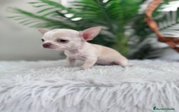 Chihuahua perros en venta: CHIHUAHUA HEMBRA - Imagen 17