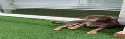 Chihuahua perros en venta: Chihuhua lilac toy  - Anuncio 3