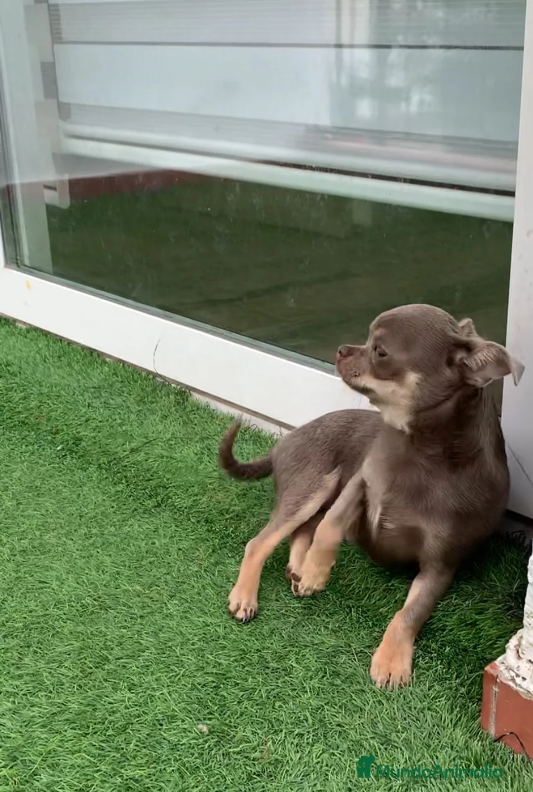 Chihuahua perros en venta: Chihuhua lilac toy  - Anuncio 3