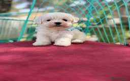 Bichón Maltés perros en venta: Bichon Maltés alta selección  - Imagen 6